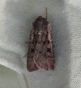 Square-spot Dart (Euxoa obelisca)