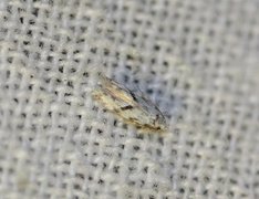 Black-dotted Groundling (Stenolechia gemmella)