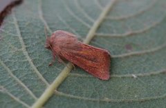 Starrfly (Denticucullus pygmina)