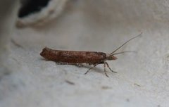 Variable Smudge (Ypsolopha ustella)
