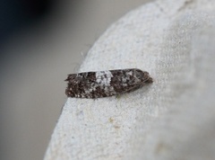 Lerkeknoppvikler (Spilonota laricana)