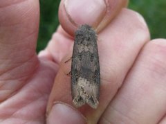 Langvingejordfly (Agrotis ipsilon)