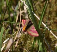 Purpurmåler (Lythria cruentaria)