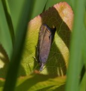 Grå rotvikler (Dichrorampha plumbana)