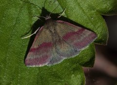 Blåfjærfly (Phytometra viridaria)