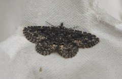 Waved Black (Parascotia fuliginaria)