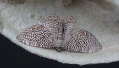 Scallop Shell (Rheumaptera undulata)