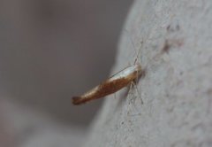 Argyresthia albistria