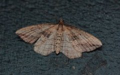 Oblique Carpet (Orthonama vittata)