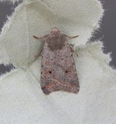 Red-line Quaker (Agrochola lota)
