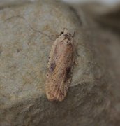 Dark-fringed Flat-body (Agonopterix nervosa)