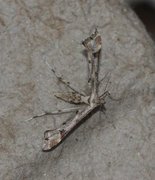 Triangle Plume (Platyptilia gonodactyla)
