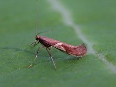 Caloptilia stigmatella