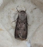 Turnip Moth (Agrotis segetum)