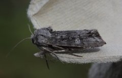 Skogkvistfly (Xylena solidaginis)