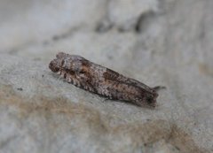 Holly Tortrix (Rhopobota naevana)