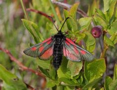 Fjellbloddråpesvermer (Zygaena exulans)