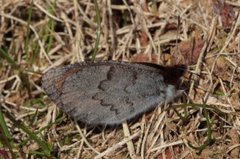 Fjellringvinge (Erebia pandrose)