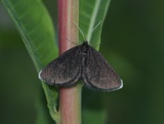 Chimney Sweeper (Odezia atrata)