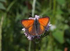 Purpurgullvinge (Lycaena hippothoe)