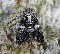 Marbled Coronet (Hadena confusa)