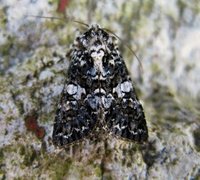 Hvitflekknellikfly (Hadena confusa)