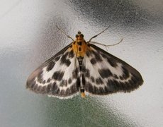 Small Magpie (Anania hortulata)