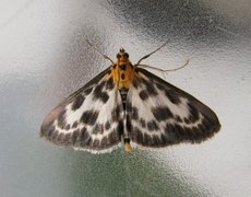 Nesleengmott (Anania hortulata)