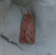 Yellow-line Quaker (Agrochola macilenta)