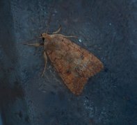 Bølgelinjet høstfly (Agrochola circellaris)