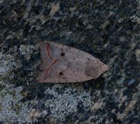 Red-line Quaker (Agrochola lota)