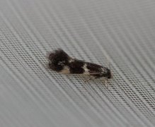 Elachista apicipunctella