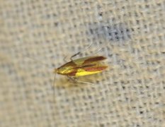 Caloptilia alchimiella