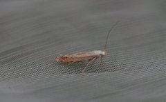 Isophrictis striatella