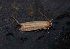 Bulrush Cosmet (Limnaecia phragmitella)