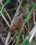 Least Yellow Underwing (Noctua interjecta)