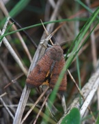 Brunt båndfly (Noctua interjecta)