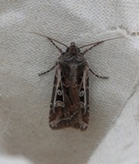 Gråbrunt sandjordfly (Euxoa tritici)