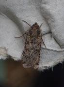 Coast Dart (Euxoa cursoria)