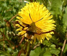 Broad-bordered Bee Hawk-moth (Hemaris fuciformis)