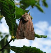 Lyngbakkefly (Xestia castanea)