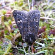 Gulringet åkerfly (Tholera cespitis)