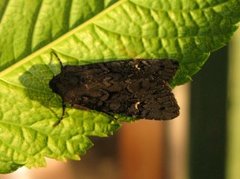 Black Rustic (Aporophyla nigra)