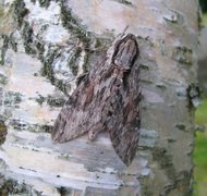 Convolvulus Hawk-moth (Agrius convolvuli)