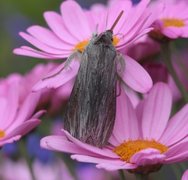 Lyst hettefly (Cucullia umbratica)