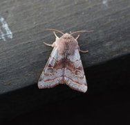 Brunbåndseljefly (Orthosia opima)