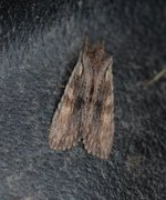 Brunt kappefly (Lithophane socia)