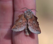 Small Lappet (Phyllodesma ilicifolia)