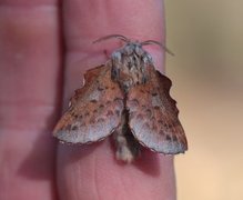 Rødbrun bladspinner (Phyllodesma ilicifolia)