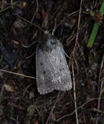 Mouse Moth (Amphipyra tragopoginis)